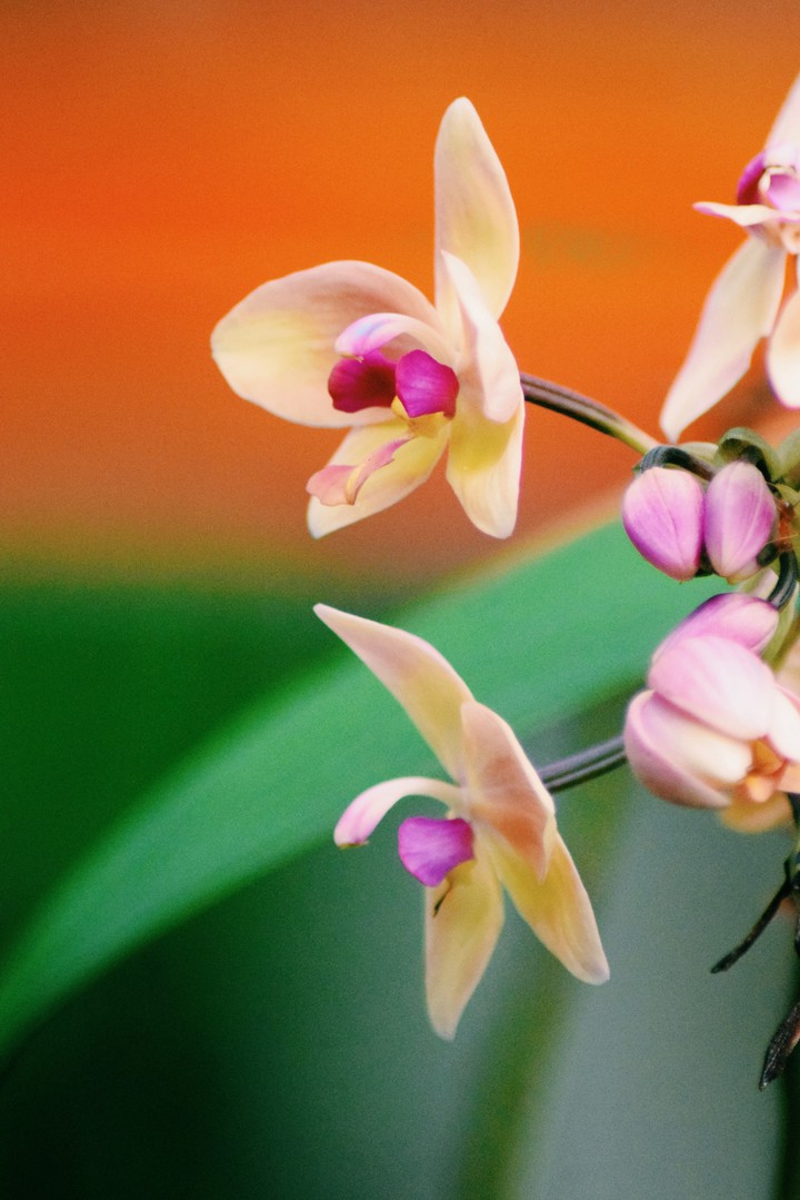 orchid, flower