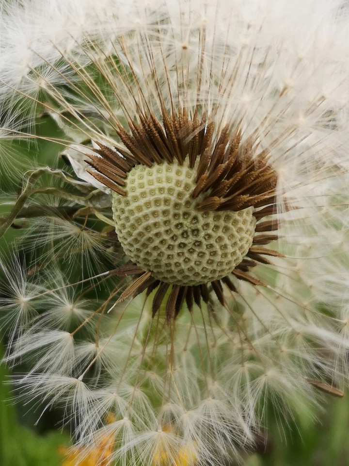 Löwenzahn, Pusteblume, MacroBild