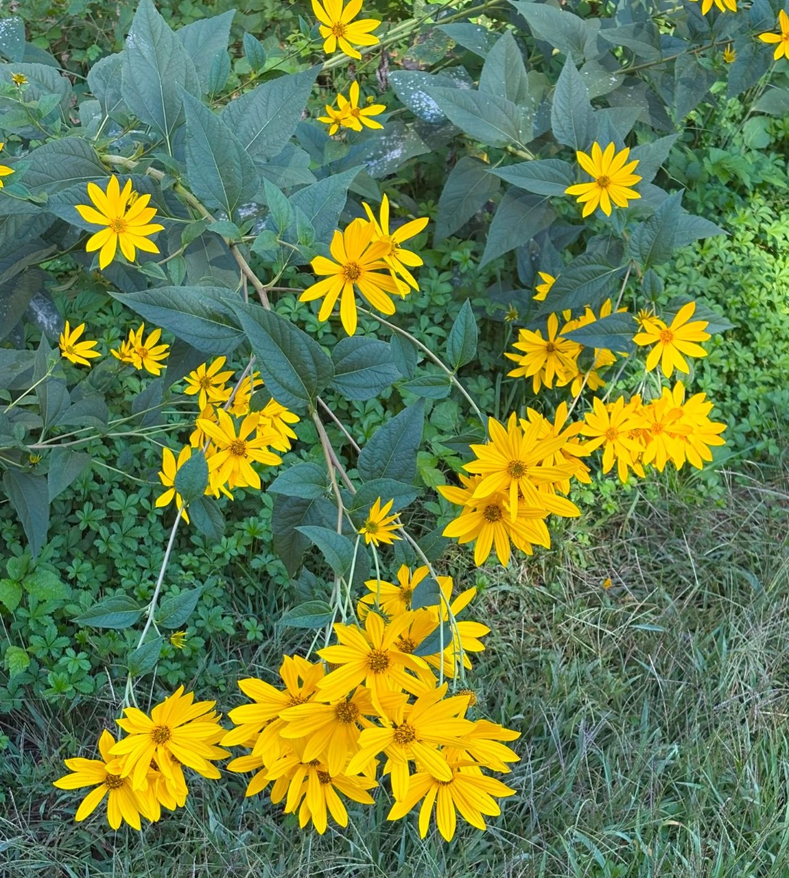 Yellow flowers