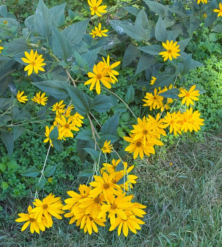 Yellow flowers