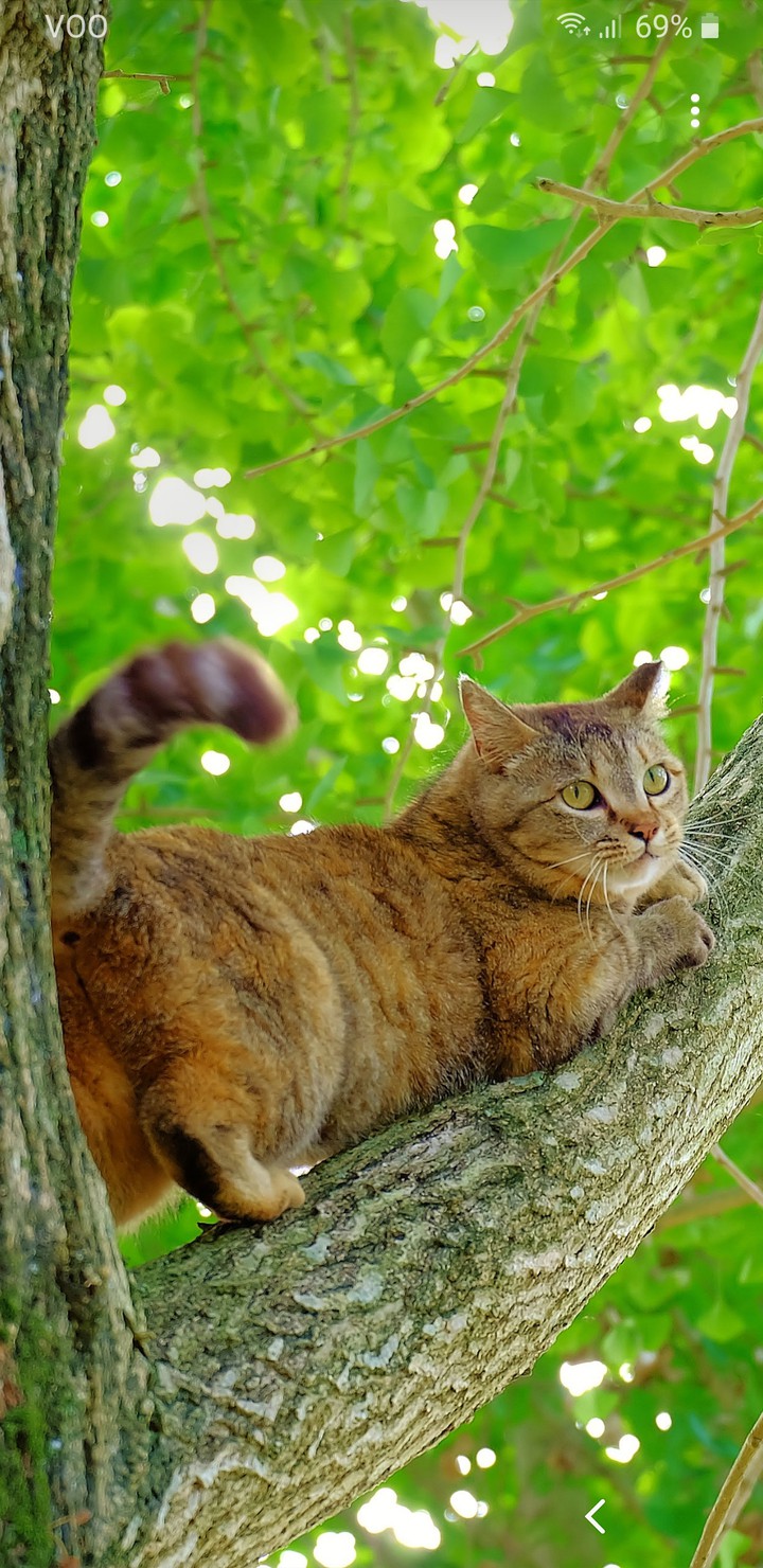 kat