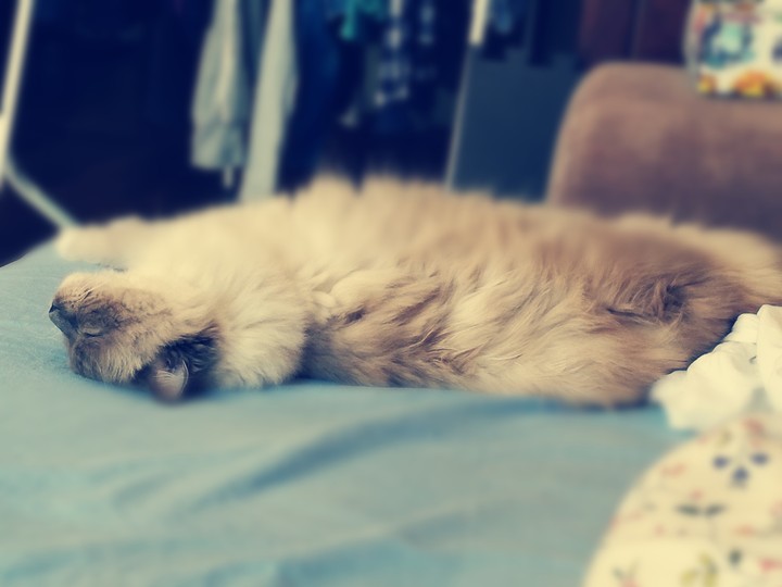 A sleaping cat.