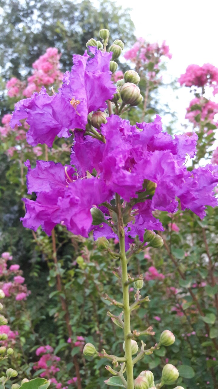 flower