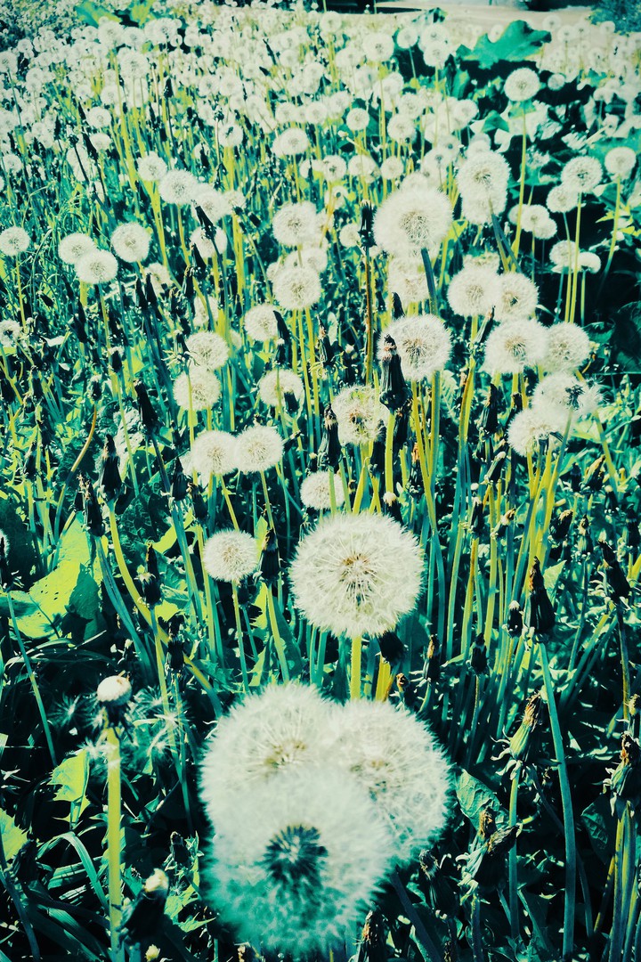 retro dandelions