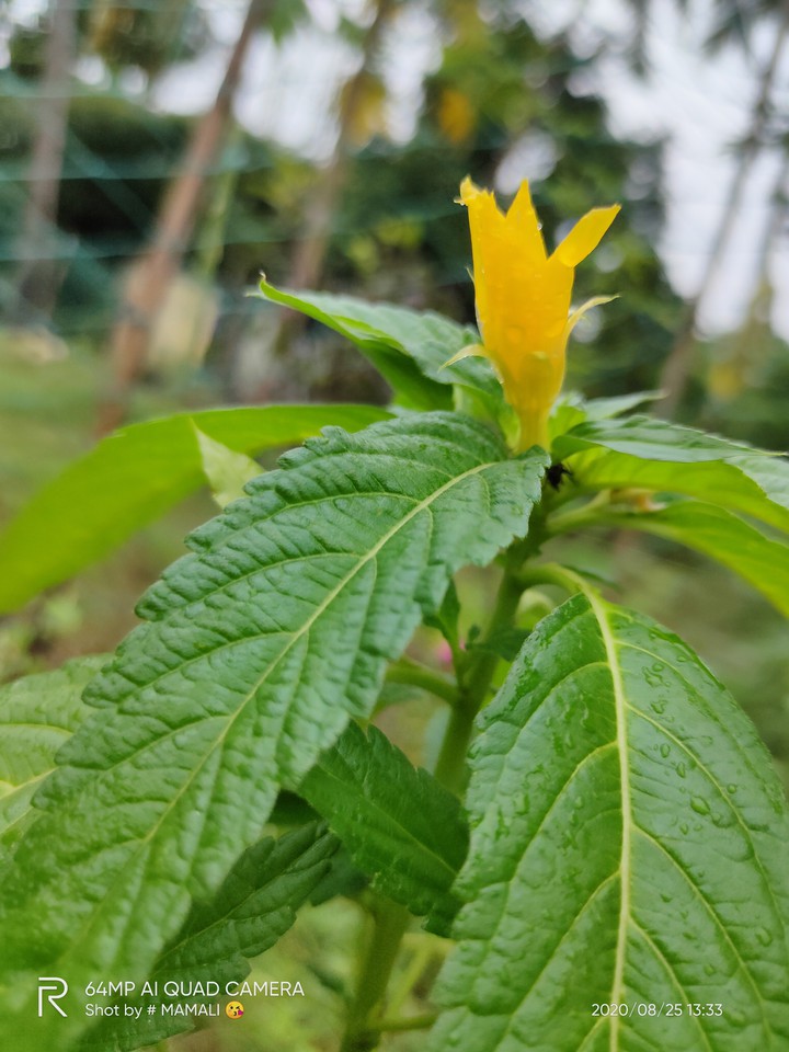 flower