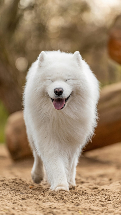 רקעים dog, vertebrate