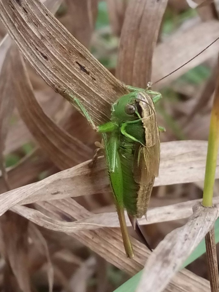 grasshopper