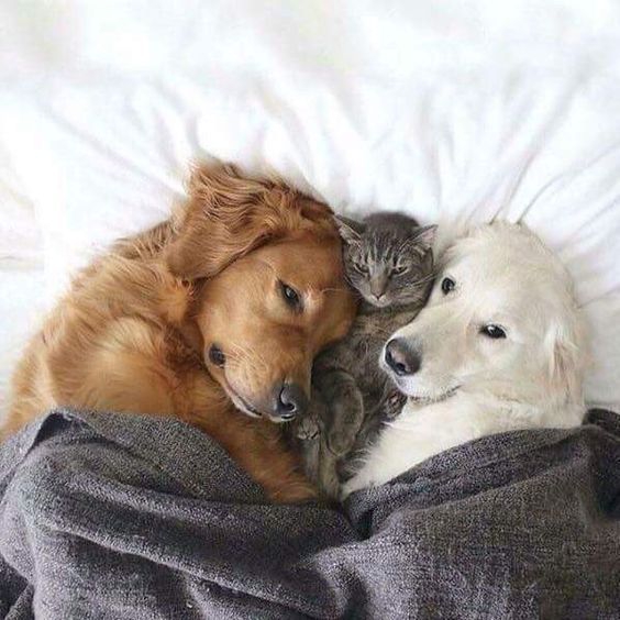 two dogs & one cat united.