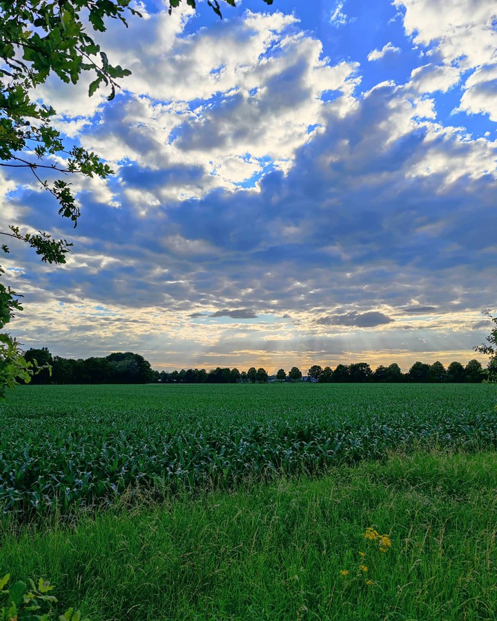 maize field