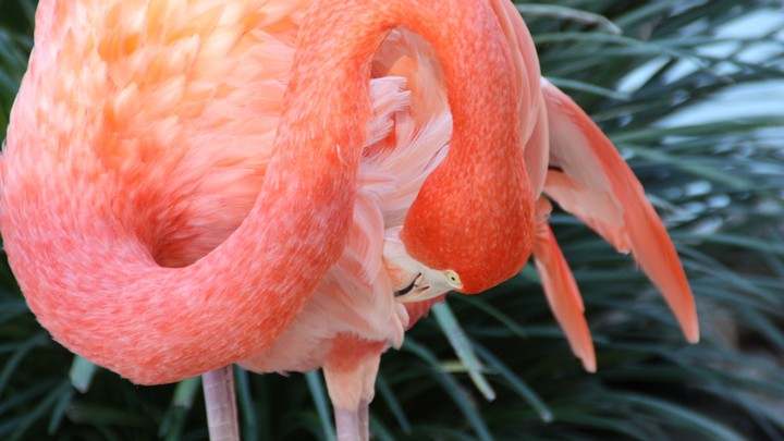 Flamingo