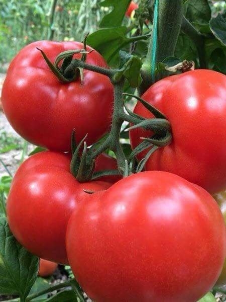 tomato