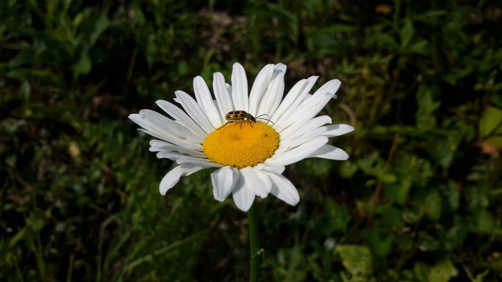 Lucky Daisy