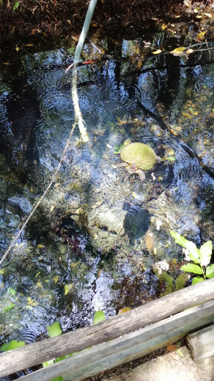 Tortuga