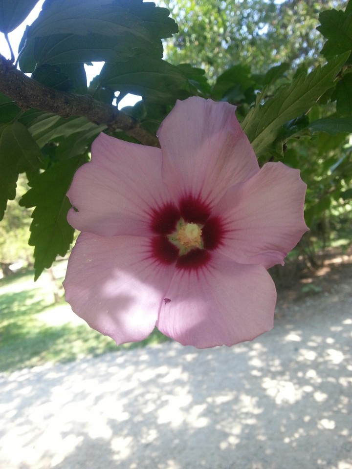 pink flower