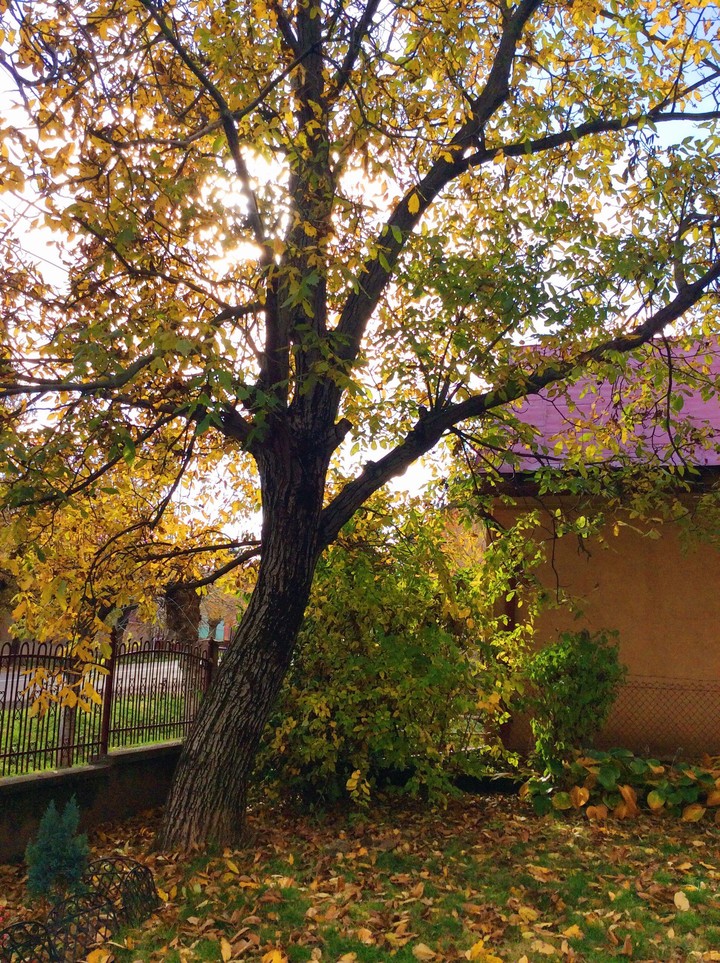 Autumn