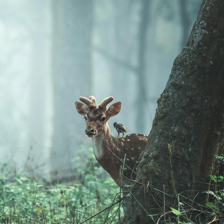 deer