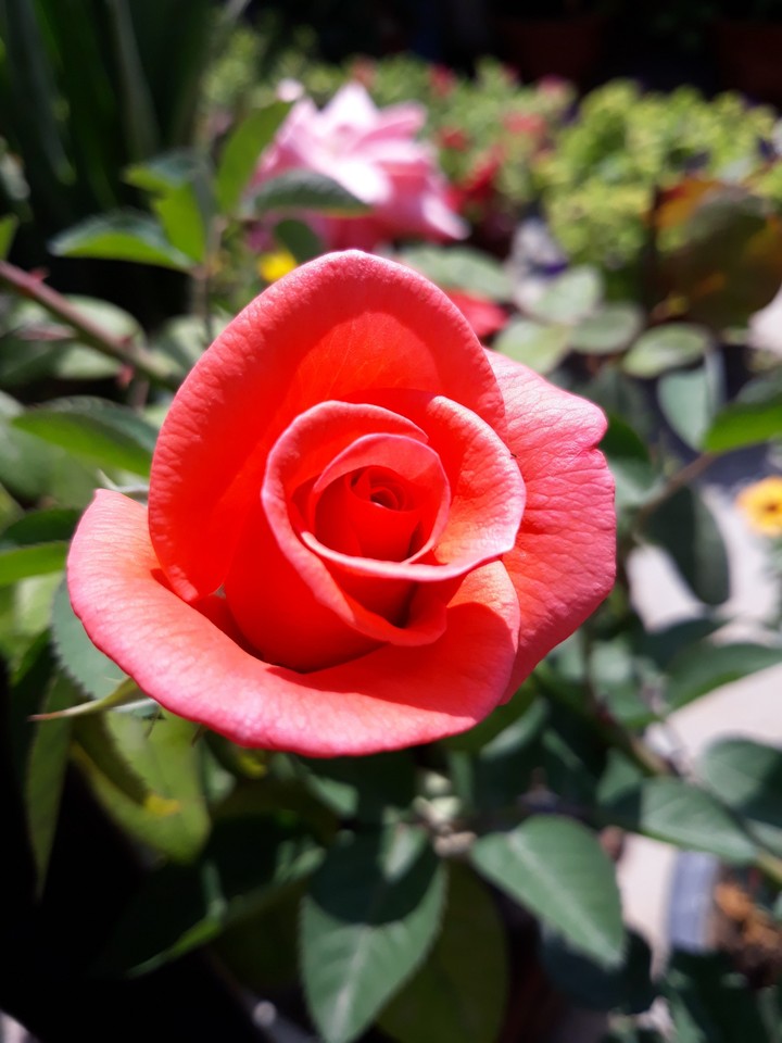 photo from my garden