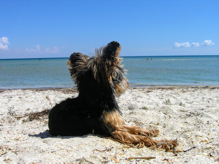 my little dog