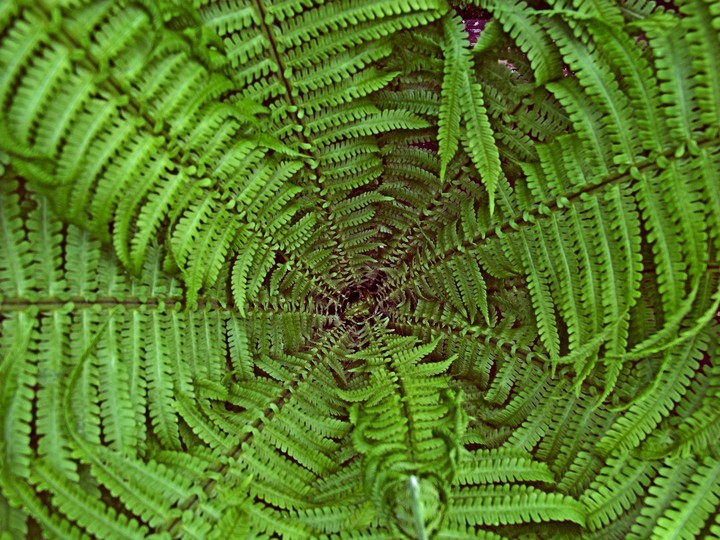 fern