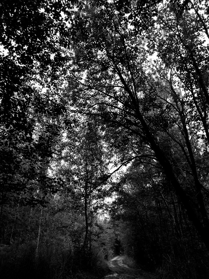 tree crowns