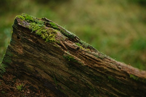 groundcover, wood háttérképek