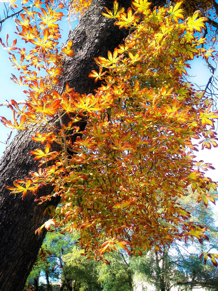 Autumn