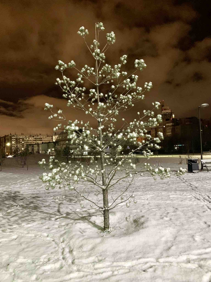 tree