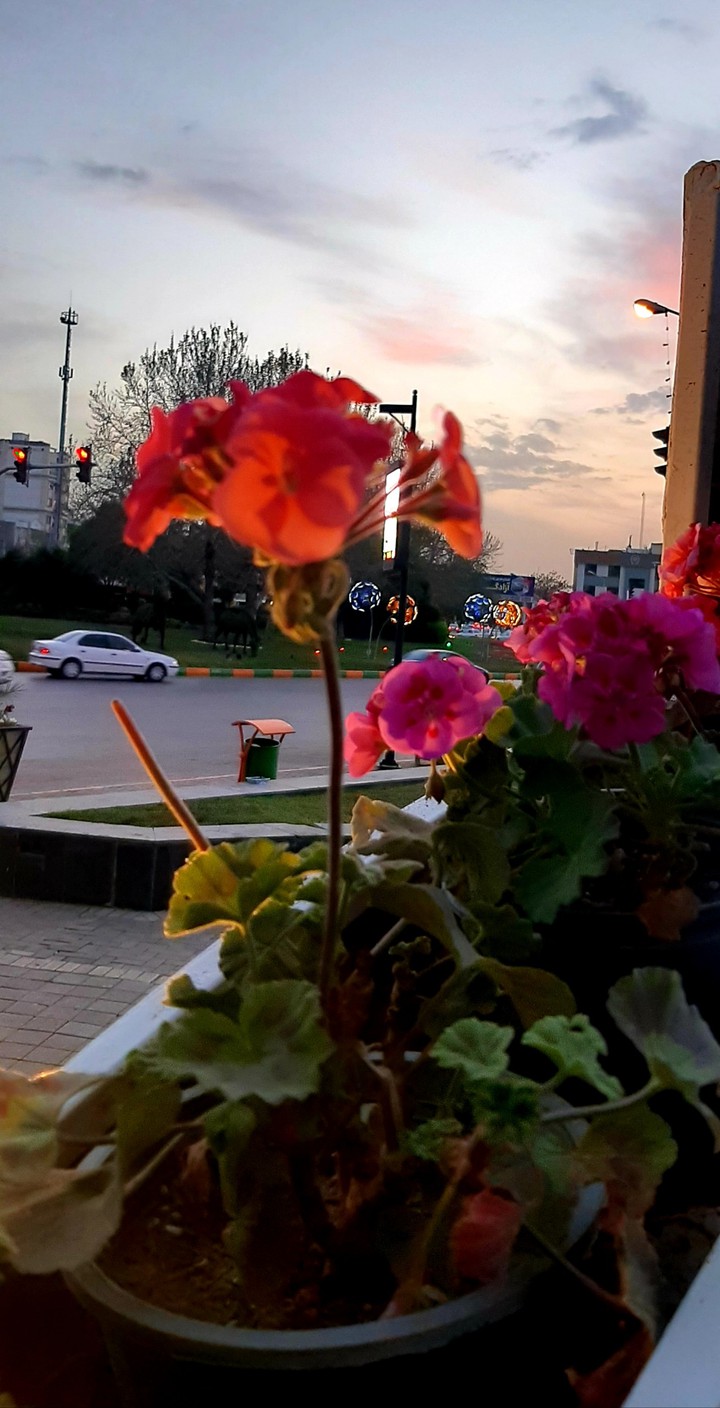 شمعدونی زیبا