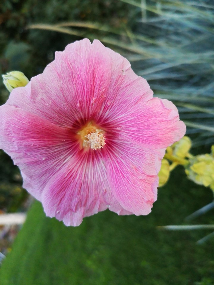 natura