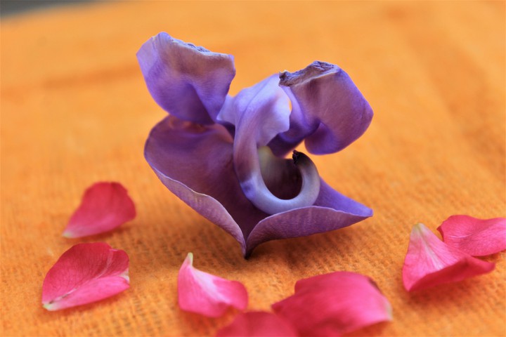 flower ( Lord Ganesha)