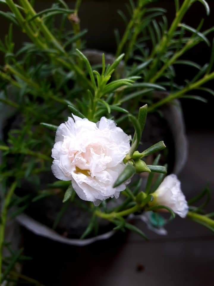 beautiful flower