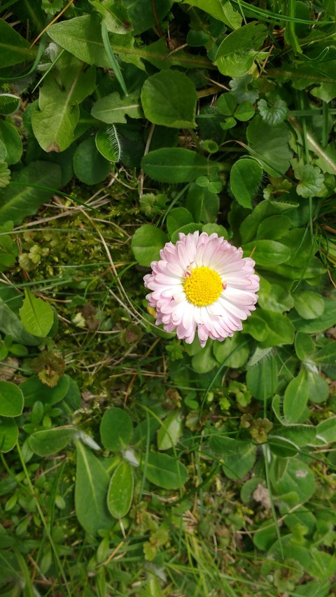 Daisy