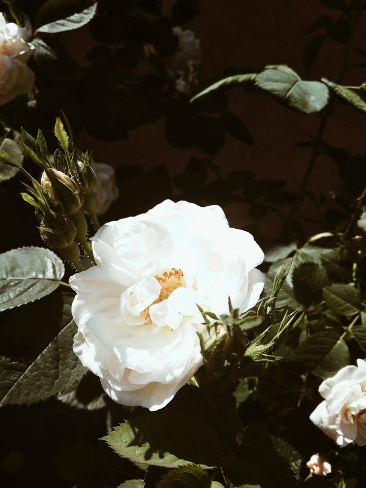 Rose