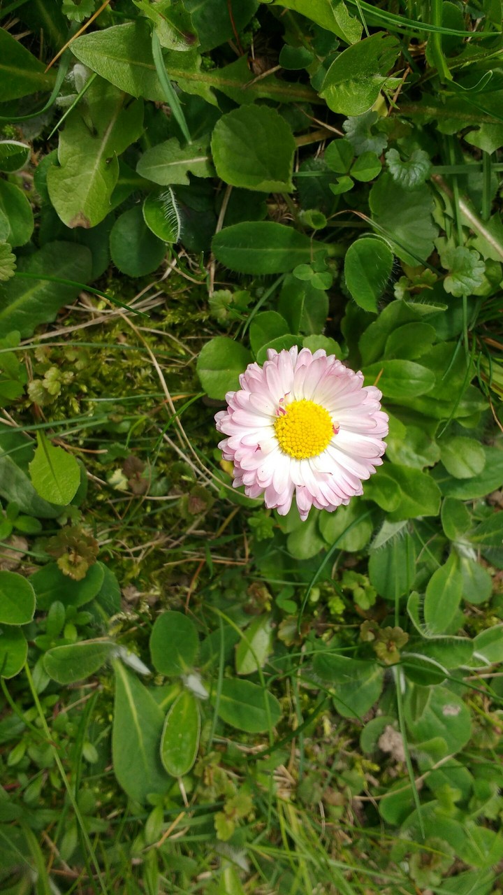 Daisy