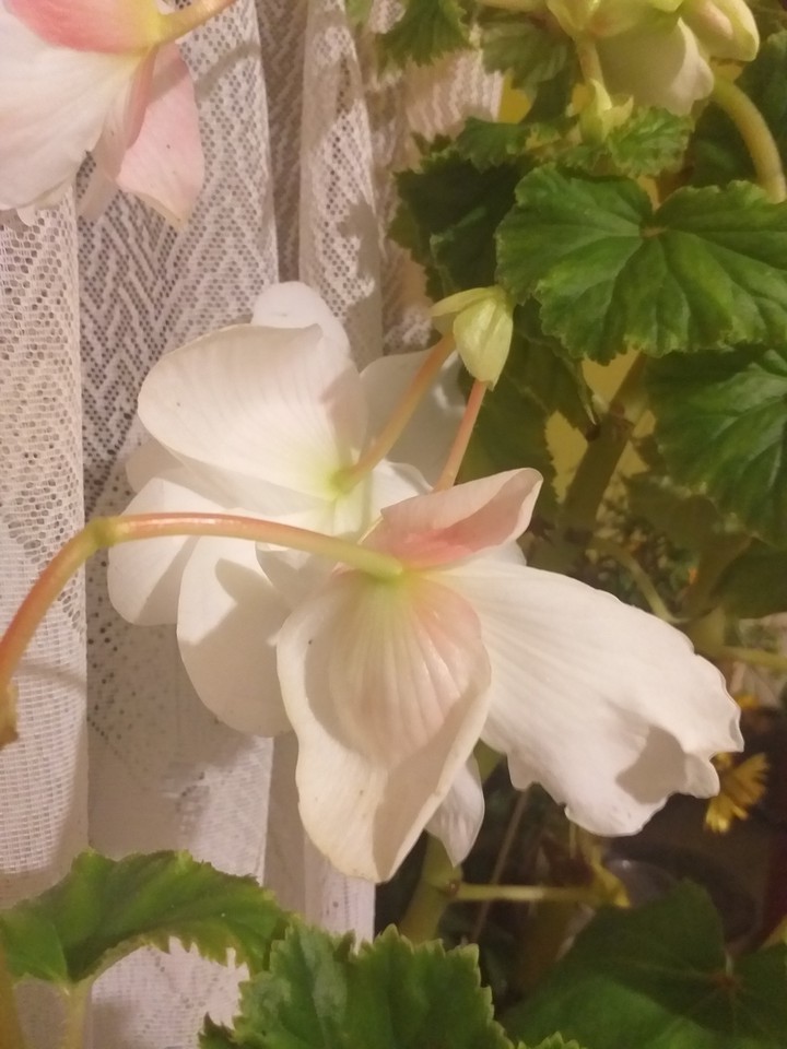 white wonder