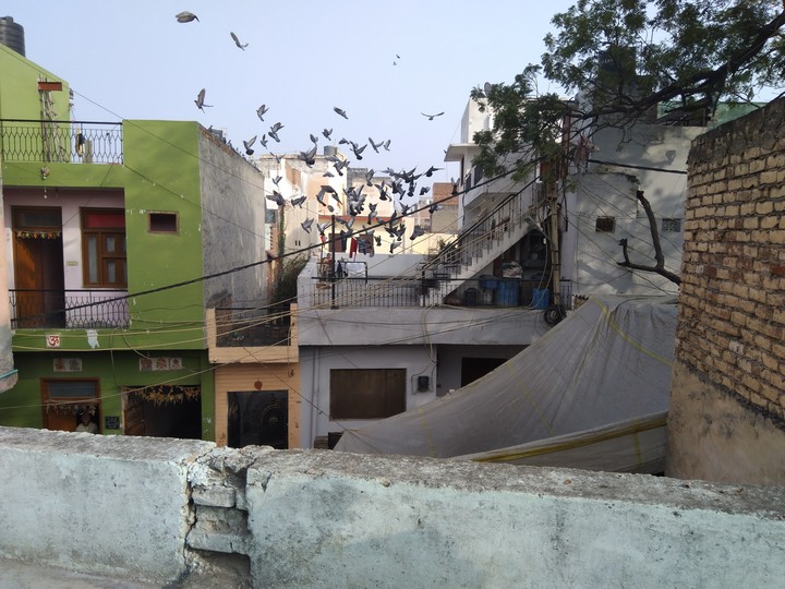 kabootar