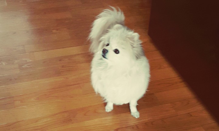 내 강아지 아지♡♡♡
