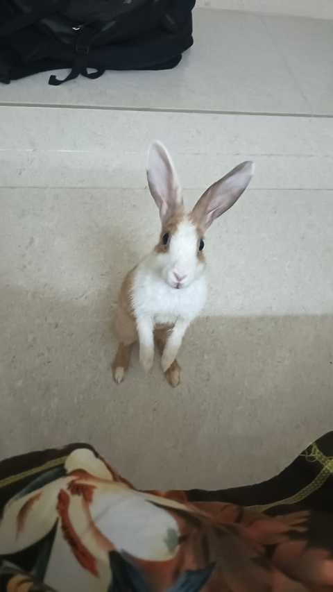 Tail, Ear Hintergrundbilder