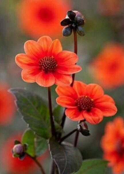 Beatifull Flowers.