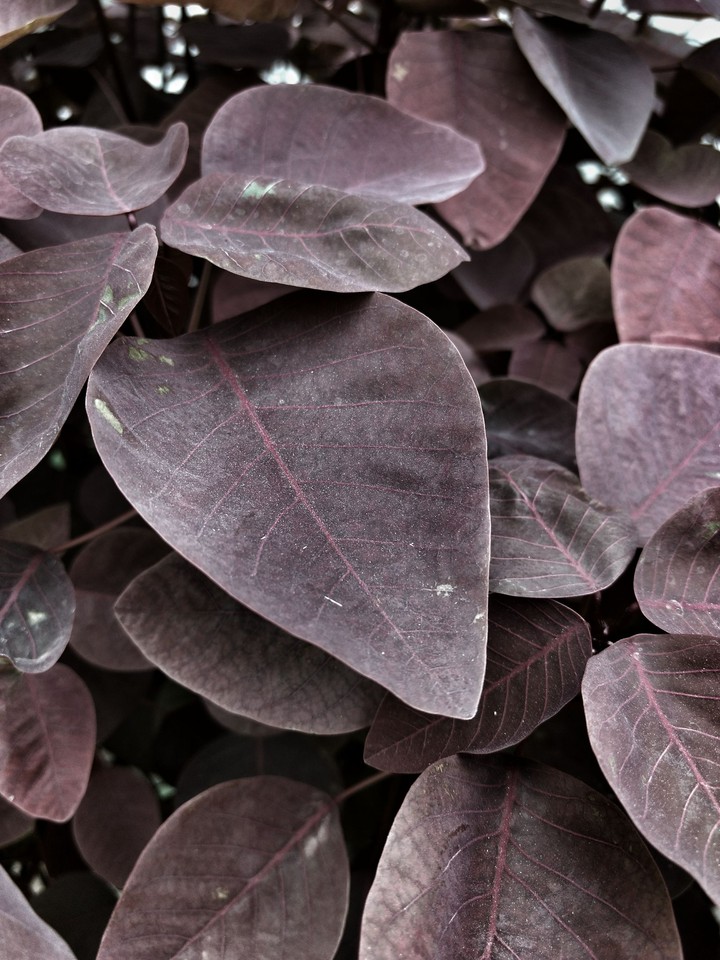 Leafs