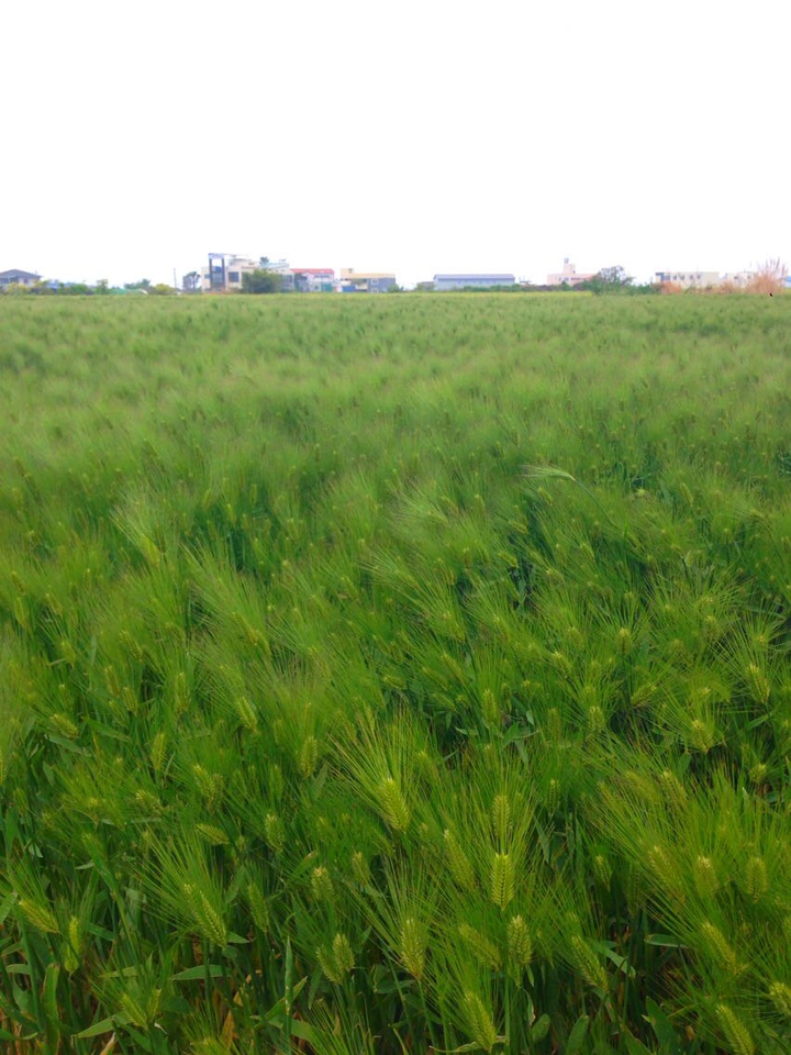 청보리밭