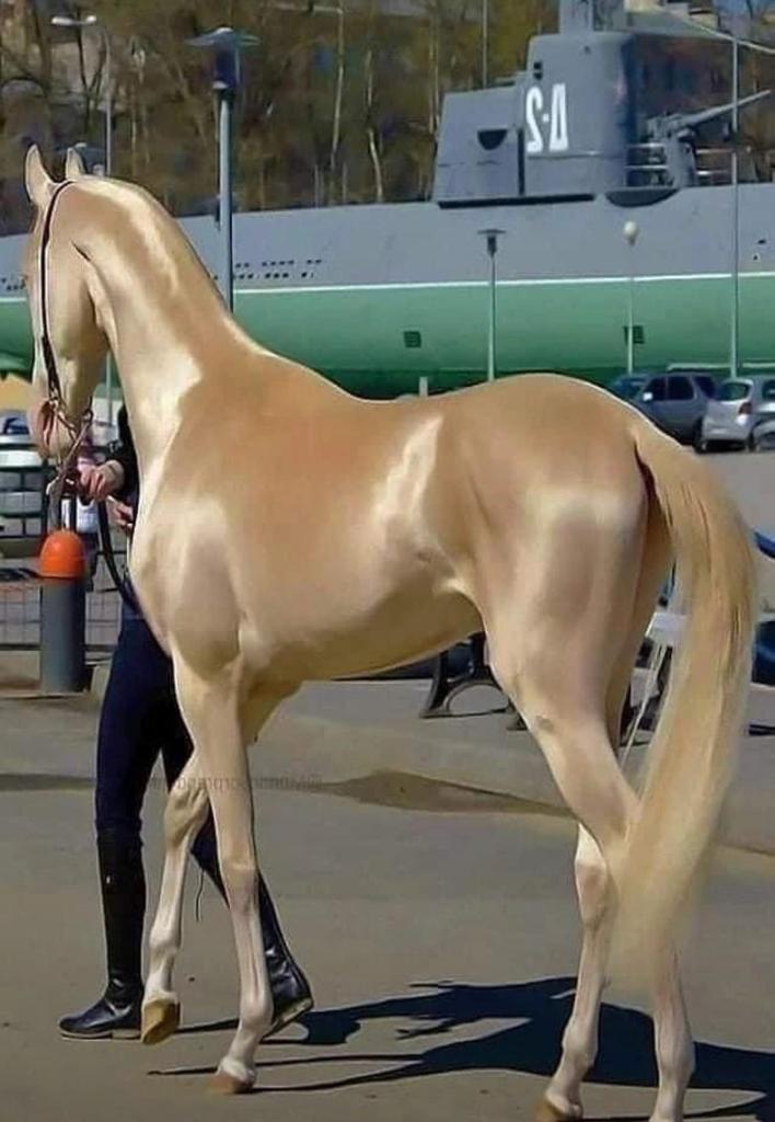 horse