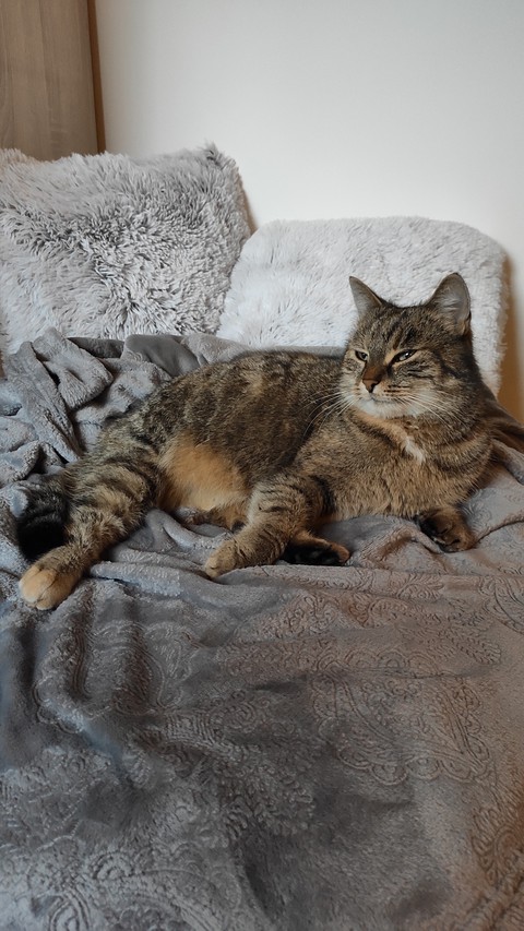 Queen of cats