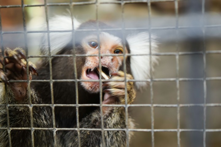 tiny monkey