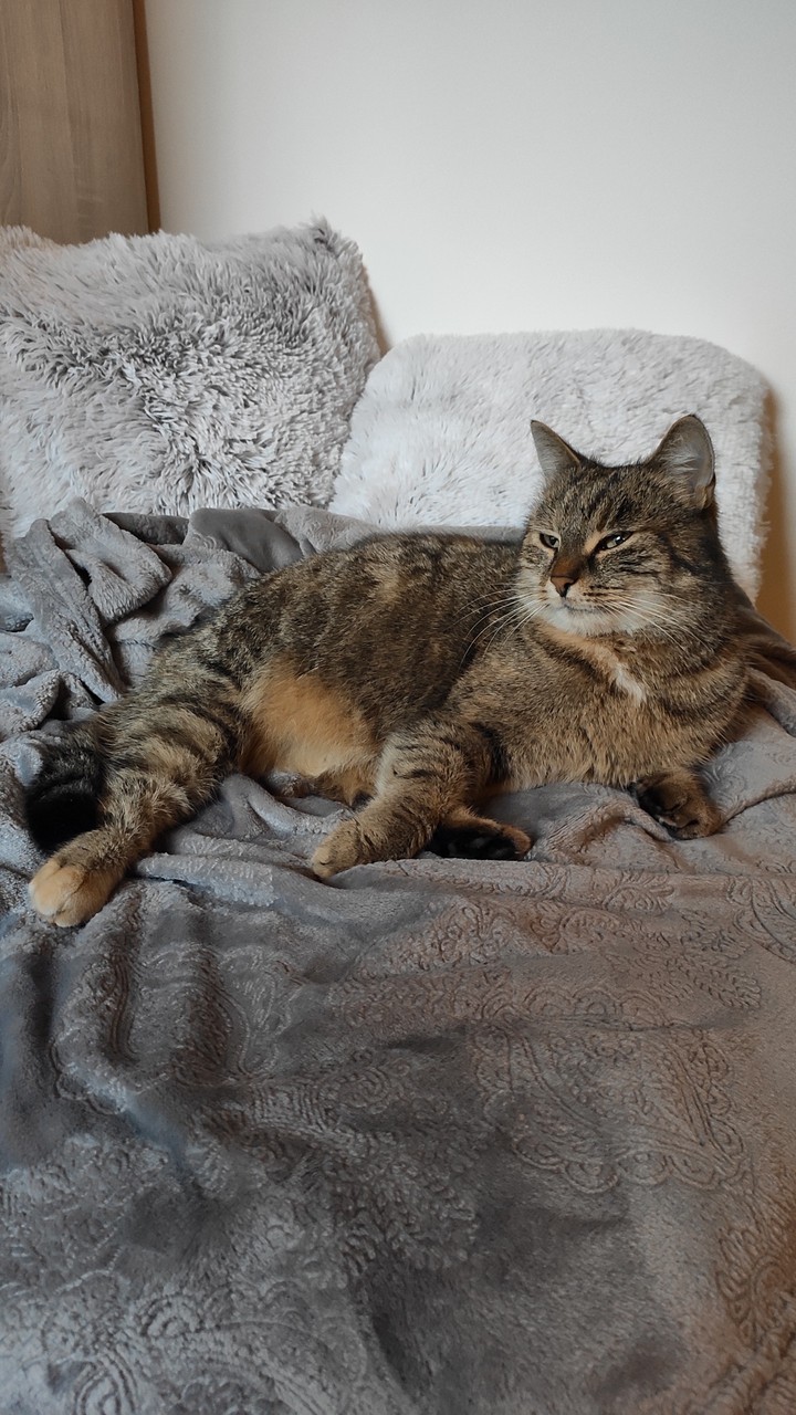 Queen of cats