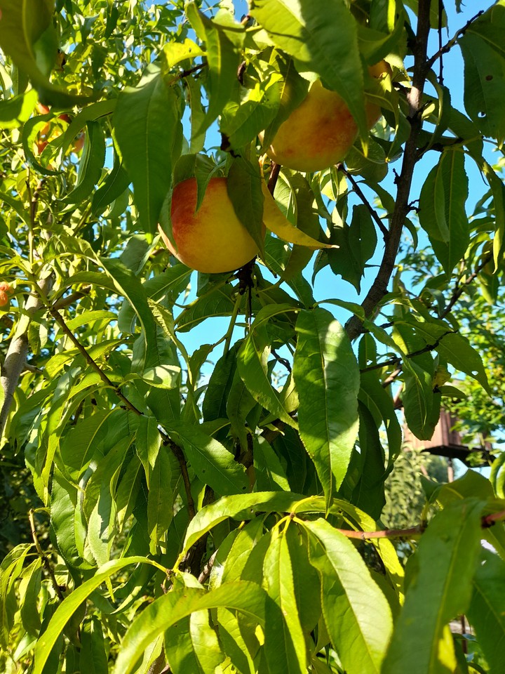 in garden