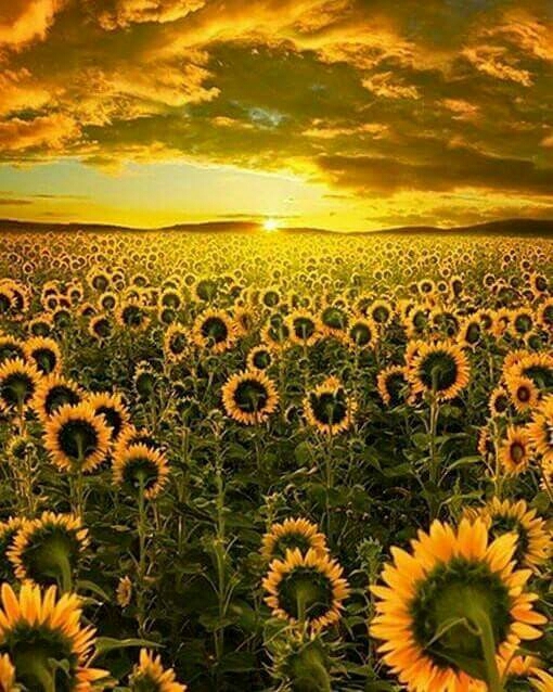 girasoles