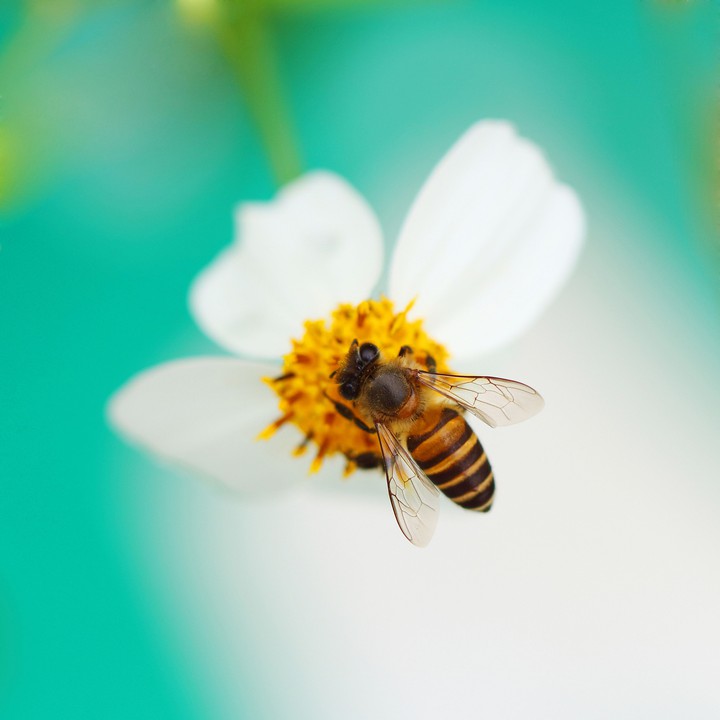 flor