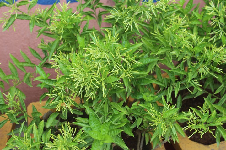 plant