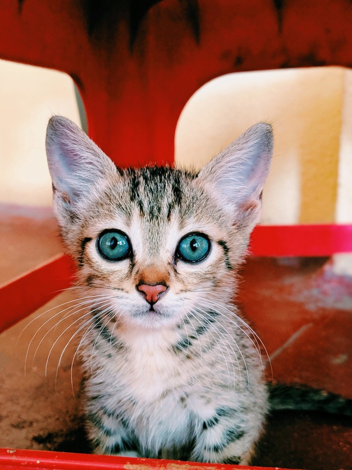 domestic kitten